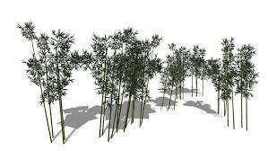 Bamboo Sketchup Model Trees To Plant Bamboo