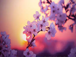 صور ورود 2020 اجمل صور زهور احلى صور ورود جميلة زينه flower images plants flowers