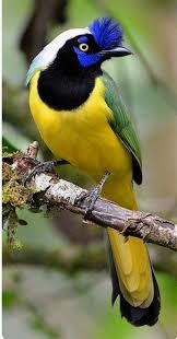 Birds Aren T Real Merch Birds Beasts And Relatives By Gerald Durrell Beautiful Birds Pictures Bird 602 Birds Talking Back Birds And B Beautiful Birds Bird Pictures Pet Birds