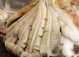 Ocean city maryland maryland flag vintage annapolis maryland blue crab chesapeake bay baltimore maryland eastern shore maryland. How To Cook And Prepare A Spider Crab Tom S Feast