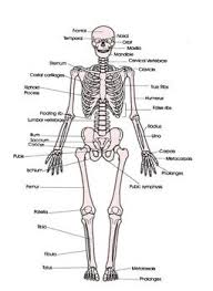 Bones of the foot labeling page. Biology Skeletal System Anatomy Diagram Human Skeletal System Skeletal System Skeletal System Anatomy