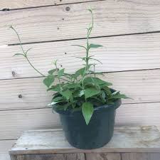 Image result for Manettia