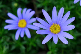 Sticky fingers 2 (video 2007). Felicia Amoena English Blue Daisy Afrikaans Oortjies Easy To Grow Compact Shrublet With Narrow Almost Needle Like Leav Plants Trees To Plant Blue Daisy