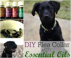 Diy Flea Collar Using Essential Oils Essential Oils For Fleas Flea Remedies Coconut Oil For Dogs