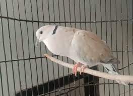 Suara Puter Pelung Pancingan Mp3 Burung Pancing Suara