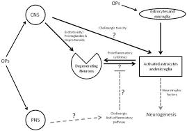 Image result for Cholinergic Toxicity