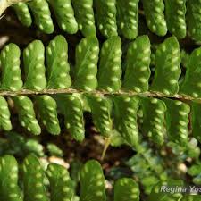 Image result for Didymochlaena