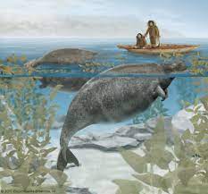 Sea Cow Extinct Mammal Britannica