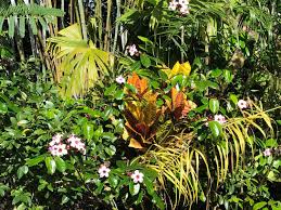 Image result for Strophanthus nicholsonii