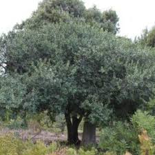 Image result for Maytenus undata