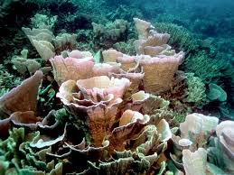 Coral Reefs Are Underwater Structures Made From Calcium Carbonate Secreted By Corals Coral Reefs Are Colonies Of Tiny Living A Coral Reef Sea Life Sea Animals