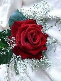 Bellezas De La Naturaleza Beautiful Rose Flowers Beautiful Roses Beautiful Red Roses
