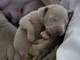 Why Do Dogs Sleep At The Foot Of The Bed Truth About What Dog Sleep Positions Mean