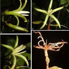 Image result for Metteniusaceae