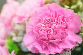 See the almanac's complete list of flower meanings. 16 Flowers With Astonishing Meanings Floral Symbolism