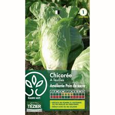 Chicoree A Larges Feuilles Amelioree Pain De Sucre Sachet De 4 G De Graines Gamm Vert