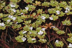 Image result for Lindernia conferta