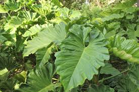 Filodendro Ondulado Essa Planta Tropical E Exuberante E Otima Para Preencher Grandes Espacos Pois Cresce Rapidamente Tanto Sol Pl Filodendro Arbustos Plantas