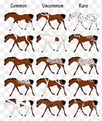 Roan can be combined with many other colors, such as red, bay, and blue, as well as some less common combinations like red dun roans and palomino roans. Equine Coat Color Genetics Png Images Pngegg