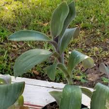 Does anyone know if this is, in fact, the correct name for this plant? Tradescantia Cerinthoides Syn Tradescantia Blossfeldiana Tradescantia Red Hill Flowering Inch Plant Uploaded By Jenny10