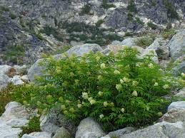 Image result for Secamone racemosa