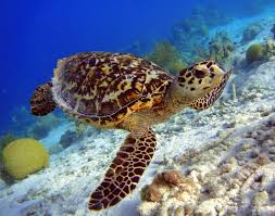 Marine turtles fulfill important roles in marine ecosystems hawksbill turtles also feed on invertebrates, with a predilection for sponges. Critically Endangered Turtles Are Being Poached For Jewelry Earth Com