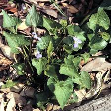 Image result for Landolphia violacea