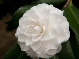 The first to perform, sasanqua cultivars produce masses of blooms, including fragrant varieties. Camellia Southern Living Southern Living
