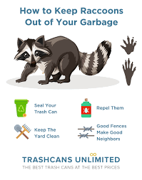 Raccoons and opossums (and foxes, coyotes, skunks, etc.) will go out during the day but are much more likely to forage at night. 9 Ways To Keep Raccoons Out Of Garbage Cans Trash Cans Unlimited