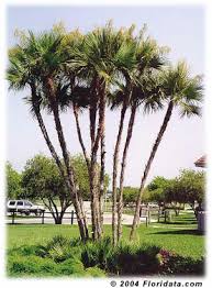 Image result for Acoelorrhaphe wrightii