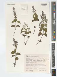 Image result for Cantinoa