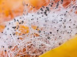 Wir raten davon ab, diese kostenpflichtige leistung in anspruch zu nehmen. Schimmel In Der Wohnung Gesundheit In Gefahr Casano Ch