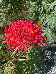 Image result for Jatropha multifida