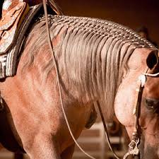 Gohorseshow The Mane Event Exploring The Trend Of Long Manes Gohorseshow Show Horses Horse Mane Braids Horses