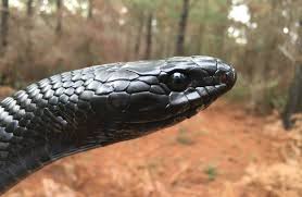 Snakes generally are distinguished from lizards—which also belong to order squamata, but are placed in suborder sauria (or lacertilia). Killing Of Endangered Georgia Snake Investigated As Felony Macon Telegraph