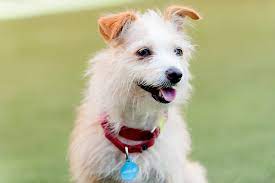 Snug pet resort located in san diego's sorrento valley, provides excellent care in pet boarding, hospital and pet training. San Diego Humane Society Waives Licensing Fees In June The Coast News Group