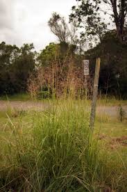 Image result for Capillipedium