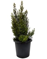 Image result for Myrsine africana