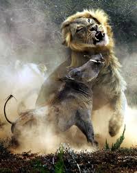 Pin By Nick Goodey On Animal Kingdom Animals Animals Beautiful Wildlife Animals