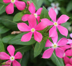 Image result for Catharanthus