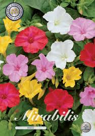 Mit etwas glück kann man sogar knollen ergattern, deren pflanzen dann. Japanische Wunderblume Mirabilis Jalapa Oliver Rotter Grosshandel Einzelhandel