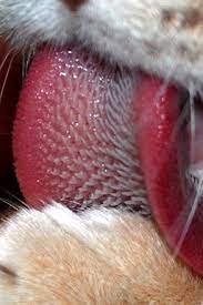 4.5 out of 5 stars. Interesting Cat Photos Show Cat Tongues Magnified Petopia