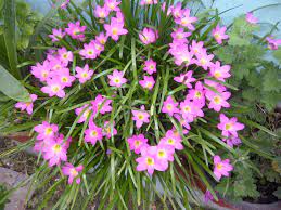 Families of flowers and plants. Garden Variety Flowers Pink Plants Garden Flowers