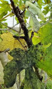 Image result for sooty mould