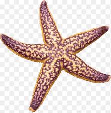There are 5821 purple starfish for sale on etsy, and they cost $14.41 on average. Purple Starfish Png Images Pngegg