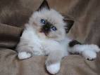 The Seal Mitted Ragdoll Cat Collection