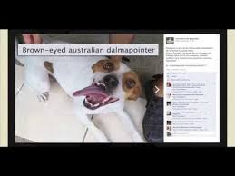 Female British Voice Over Territorio De Zaguates Cannes Lions 2013 Dogs Dog Adoption Support Dog