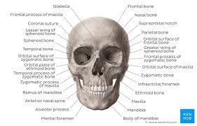 This total decreases from infancy, and the averag. Bones Of The Human Body Overview And Anatomy Kenhub