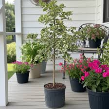 Image result for Ficus triangularis