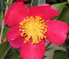 Petals develop small brown spots that quickly enlarge until the entire bloom has browned. Camellias Big Jims Garden Centre